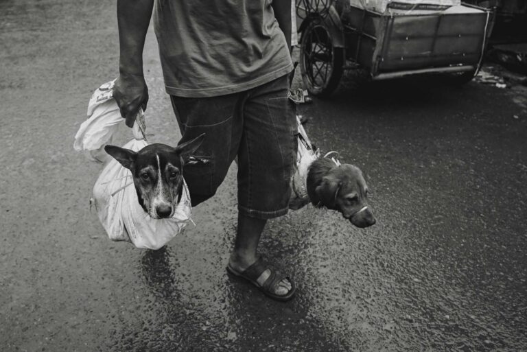 Dog Life in Indonesia