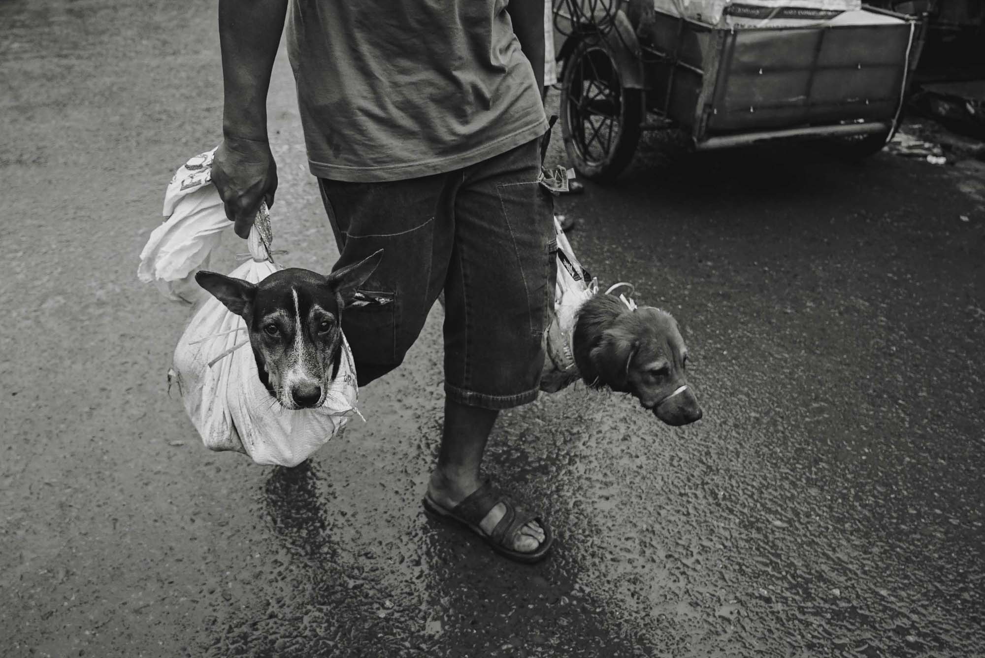 Dog Life in Indonesia
