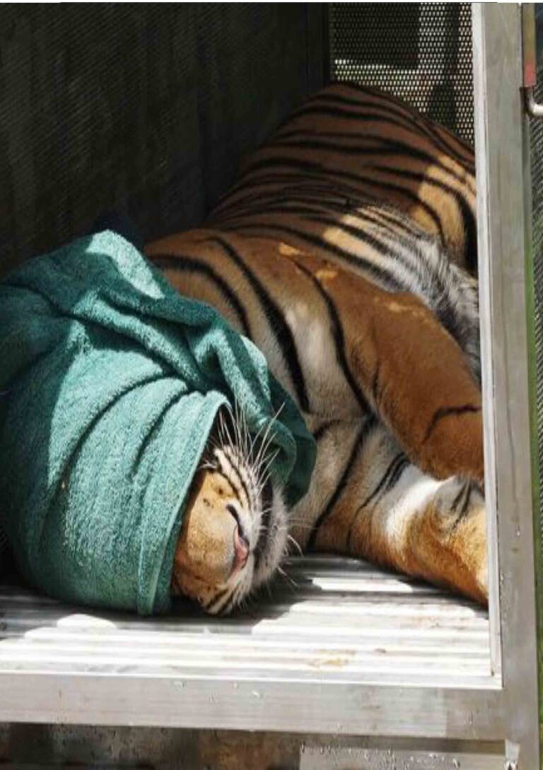 Release The Sumatran Tiger