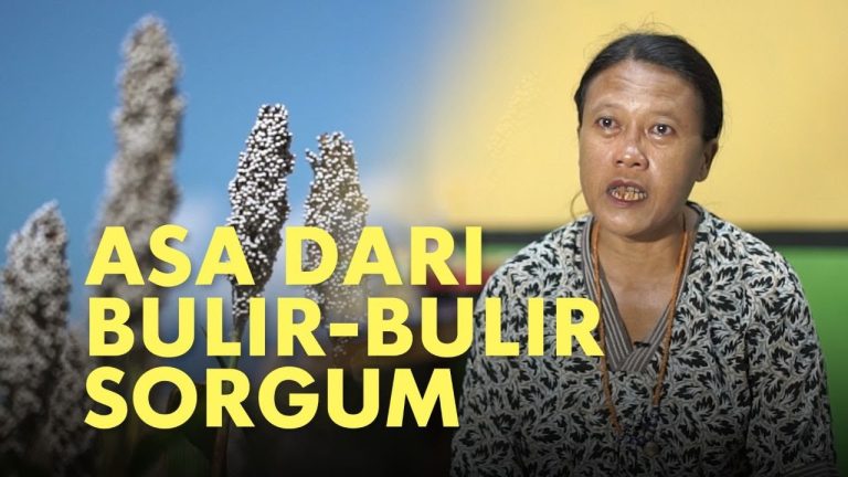 ASA DARI BULIR-BULIR SORGUM